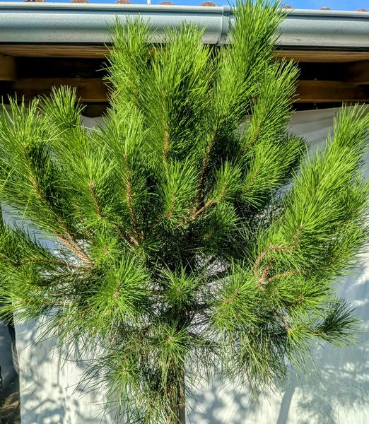 Pinus pinea 30 lit.